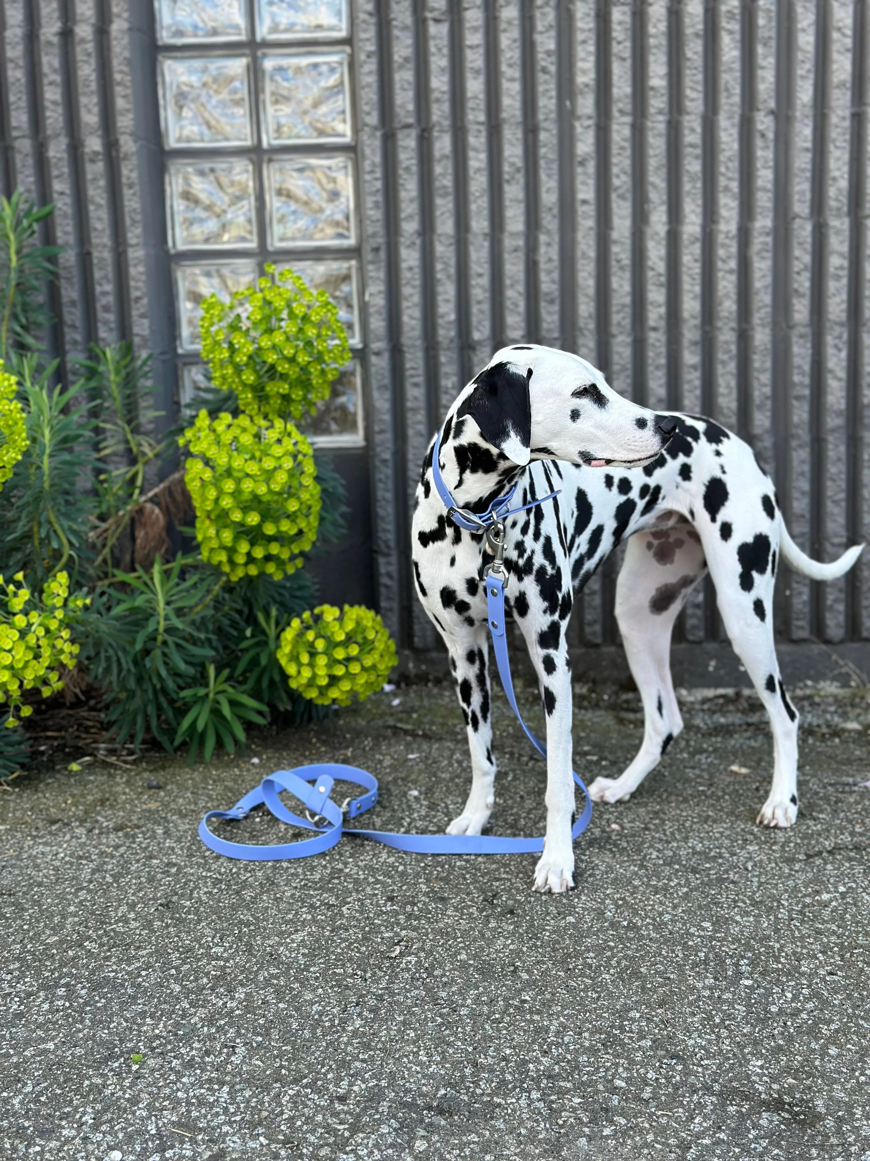 Walk By Good Boy - the Any Way Lead - Periwinkle